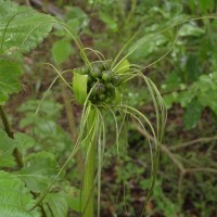 Tacca leontopetaloides (L.) Kuntze